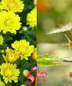 Cách làm trắng da không tưởng từ nhớt ốc sên